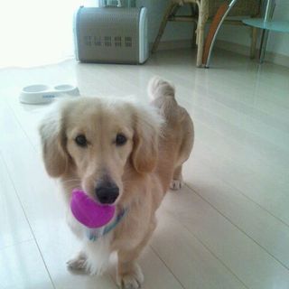 生後1年9ヶ月ミニチュアダックスの里親探しています