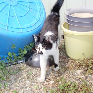 かわいがってくださる方