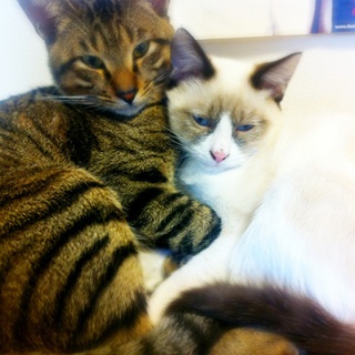 １歳&amp;７ヶ月のオス猫の里親募集します。