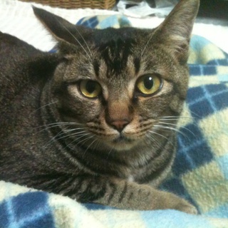 この子の親になってください！