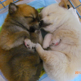 飼い主様決まりました（＾＾）