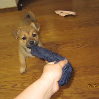 二ヶ月のおとなしく顔立ちの良い子です。