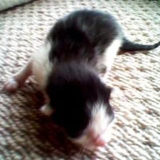 4/2生まれの子猫の里親になっていただけませんか？