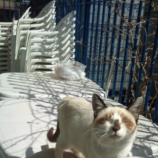 若者にゃんこ飼い主募集中♪