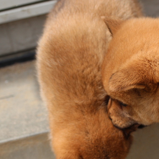子犬貰ってくださる方探しております。