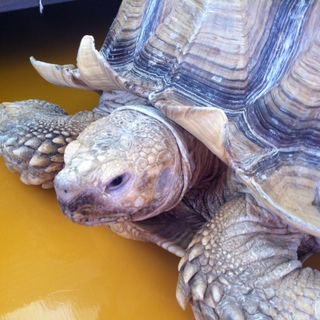 ケヅメリクガメ　オス