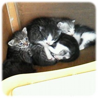 ありがとうございました。