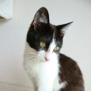 浦安市　黒白ちびくん５ヶ月