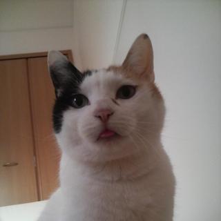 ☆猫の里親急募☆