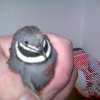 ひめうずらのオス３羽