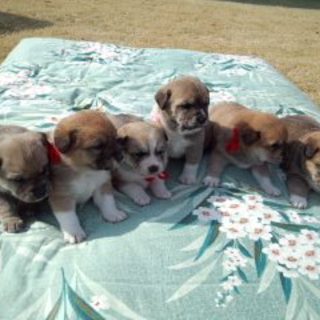 生後４週間　仔犬３匹　里親募集中