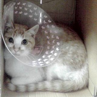 三本足でもイケメン！