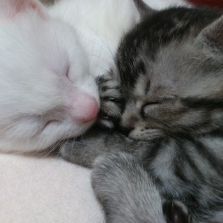 生後１ヶ月の可愛い子猫です。(現在募集が多数寄せられたため一時的に募集を終了しています。)