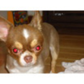 可愛がってください