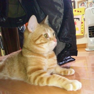 アメリカンショートヘアー☆レッドタビー