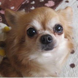 無駄吠えなしの甘えん坊　レイチェル・グリーンちゃん／５歳