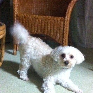 ﾄｲﾌﾟｰﾄﾞﾙとﾏﾙﾁｰｽﾞの雑種のモモちゃんです