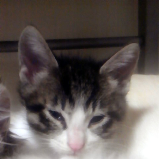 里親様を募集いたします！