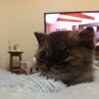 里親さん決定しました！ありがとうございました！元気いっぱいの子猫です！