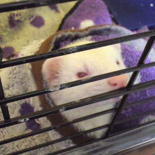 里親さんのところへお泊まり中です