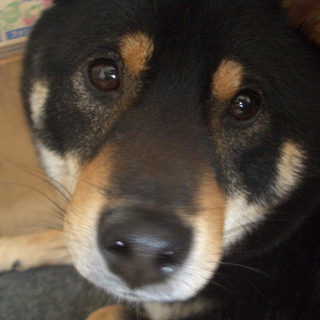 黒柴の里親急募です！！