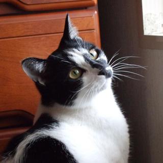 【里親様が決まりました】白黒♂猫　うっしーの里親様募集中