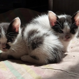 子猫2匹もらってください