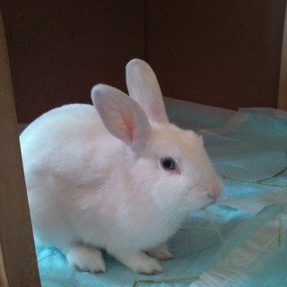 真っ白な若うさぎ