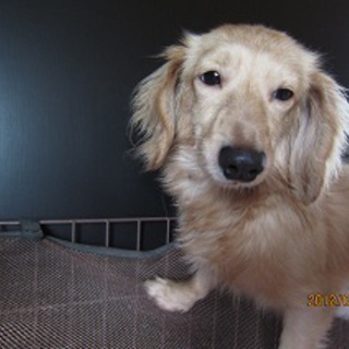 里親募集終了しました。