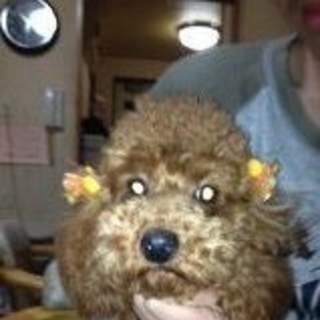 トイプードル女の子１歳未満・里親さん探してます