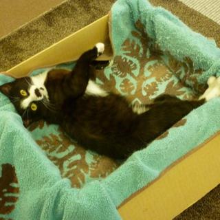 甘えん坊の子猫の里親様になって下さい。