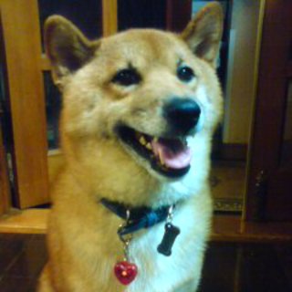 ９歳柴犬♂　臆病だけど飼い主に忠実です