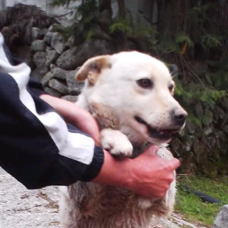 ≪募集一時中止≫ラブmixの女の子　里親様募集中