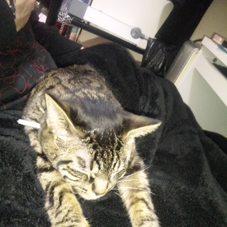 【急募!】甘えん坊です!優しい里親さん募集。