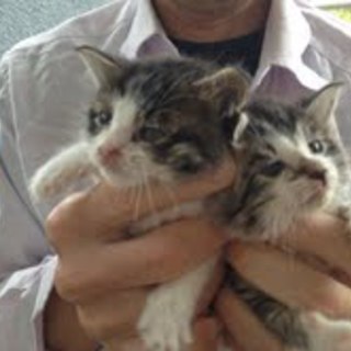 ヨチヨチ歩きです