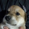 生後４週間　仔犬３匹　里親募集中 サムネイル3