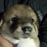 生後４週間　仔犬３匹　里親募集中 サムネイル4