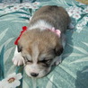 生後４週間　仔犬３匹　里親募集中 サムネイル6