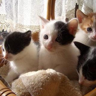 素敵な里親さんにめぐり合うことが出来ました。皆様にお礼申しあげます。