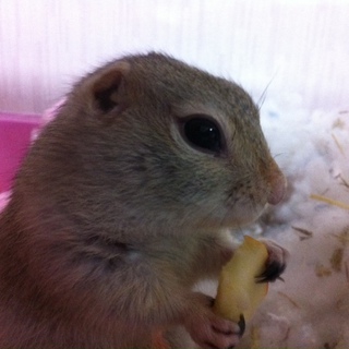 リチャードソンジリス