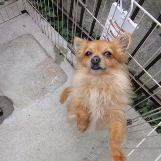 チワワ里親募集