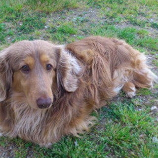 １歳４ヶ月のミニチュアダックス・里親さん急募