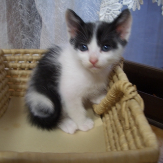 素敵な里親さんにめぐり合うことが出来ました。皆様にお礼申しあげます。