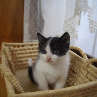 素敵な里親さんにめぐり合うことが出来ました。皆様にお礼申しあげます。