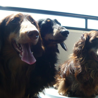 ミニチュアダックス 男の子