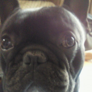 フレンチブルドック