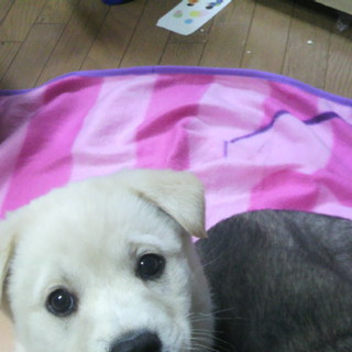 ありがとうございます