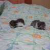 ♂子猫２匹の里親を探しています。 サムネイル6