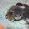 ♂子猫２匹の里親を探しています。 サムネイル7