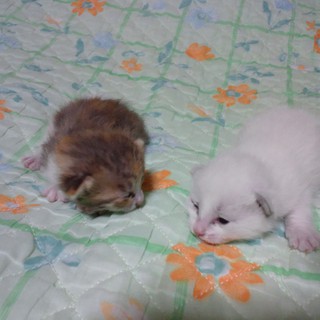 ♀子猫２匹の里親を探しています。